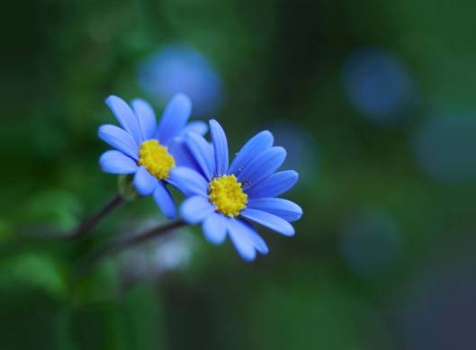 floare.albastra